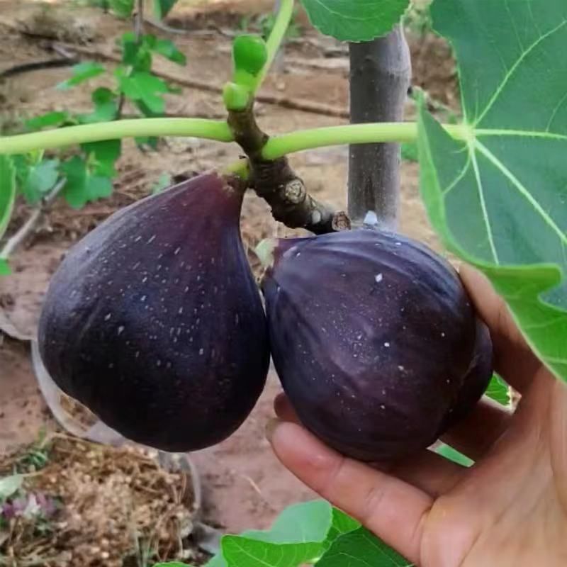 日本紫果无花果苗 紫果无花果苗
