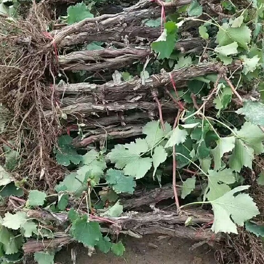 晋州市户太八号葡萄苗 大量供应占地葡萄树，价格美丽，质量保证