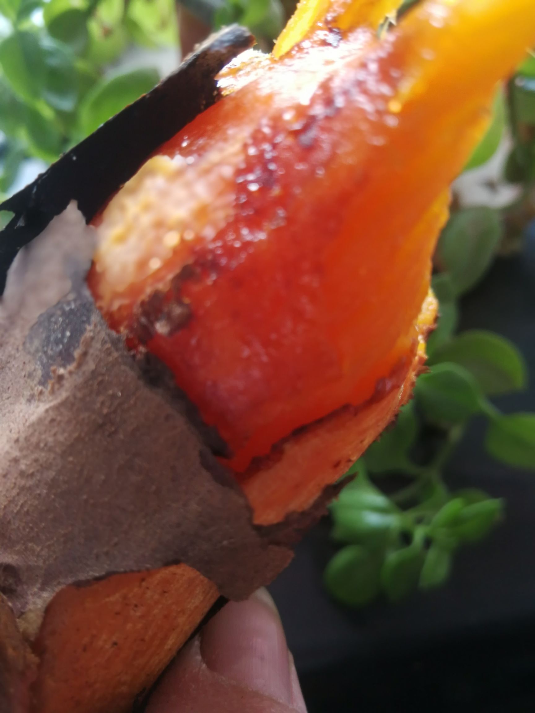 雄县农家自种烟薯中块三两到六两软儒香甜