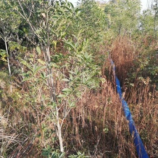 镇平县桂花树苗 低价处理