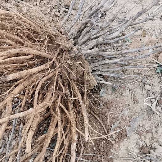 洛阳 国花 洛阳牡丹