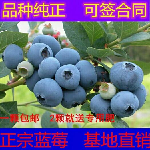 平邑县杜克蓝莓苗  蓝莓苗果苗盆栽地栽蓝莓树苗蓝梅水果苗南方北方阳台种植当年结