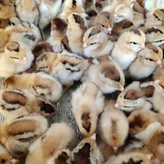 南宁 良凤花鸡苗