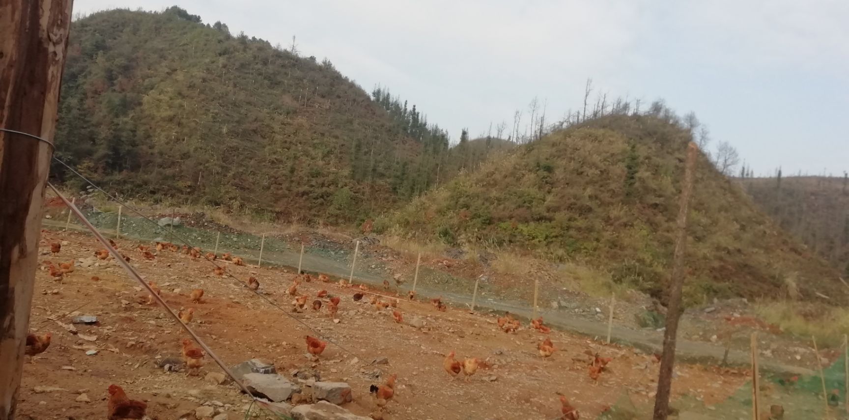  正宗农家饲养黄脚鸡，剂，长期喂玉米小麦等作物