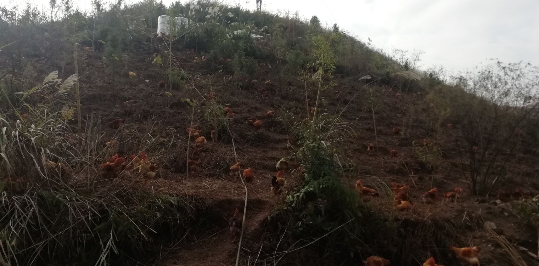  正宗农家饲养黄脚鸡，剂，长期喂玉米小麦等作物