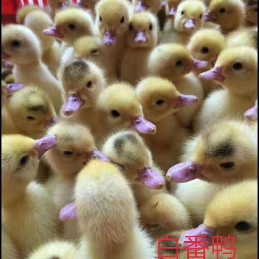 南宁 白番鸭苗