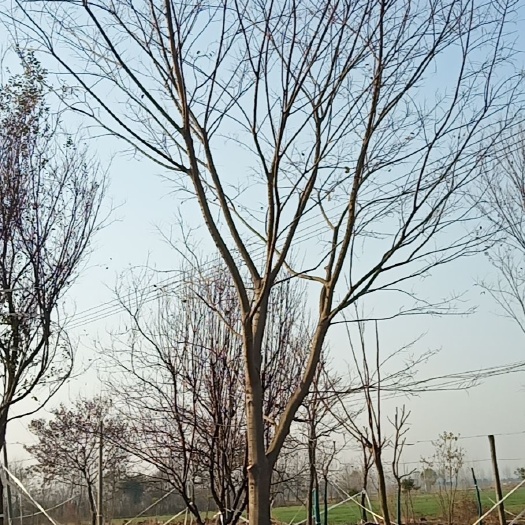 新沂市 精品朴树
