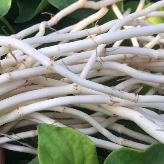 当阳市可一件代发批发药用级鱼腥草、折耳根，产地发货，现挖新鲜！