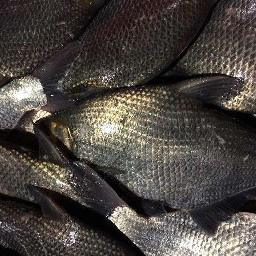 武汉 精品大鳊鱼，2斤至3斤规格，腌制和垂钓的不二之选