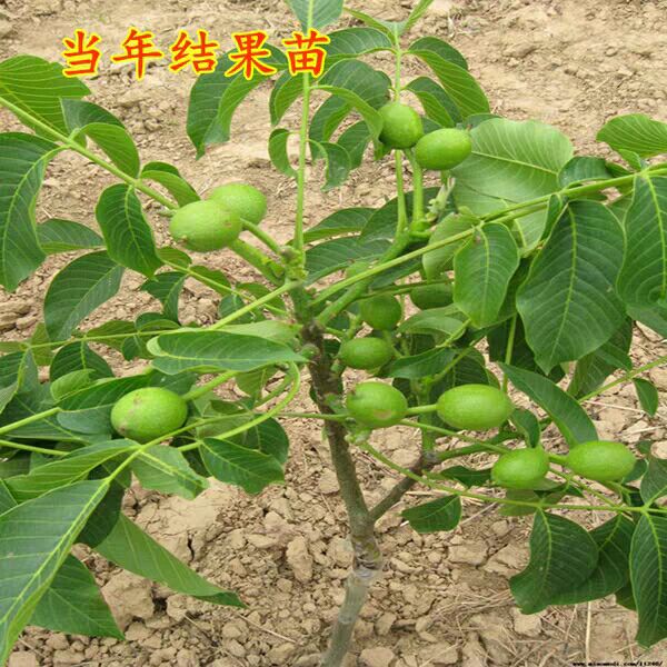 薄皮核桃苗  嫁接纸皮核桃苗8518薄壳香玲核桃果树苗南北方种植文玩结果树