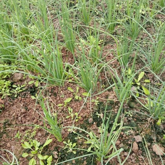 中江县 小香葱，基地直供。