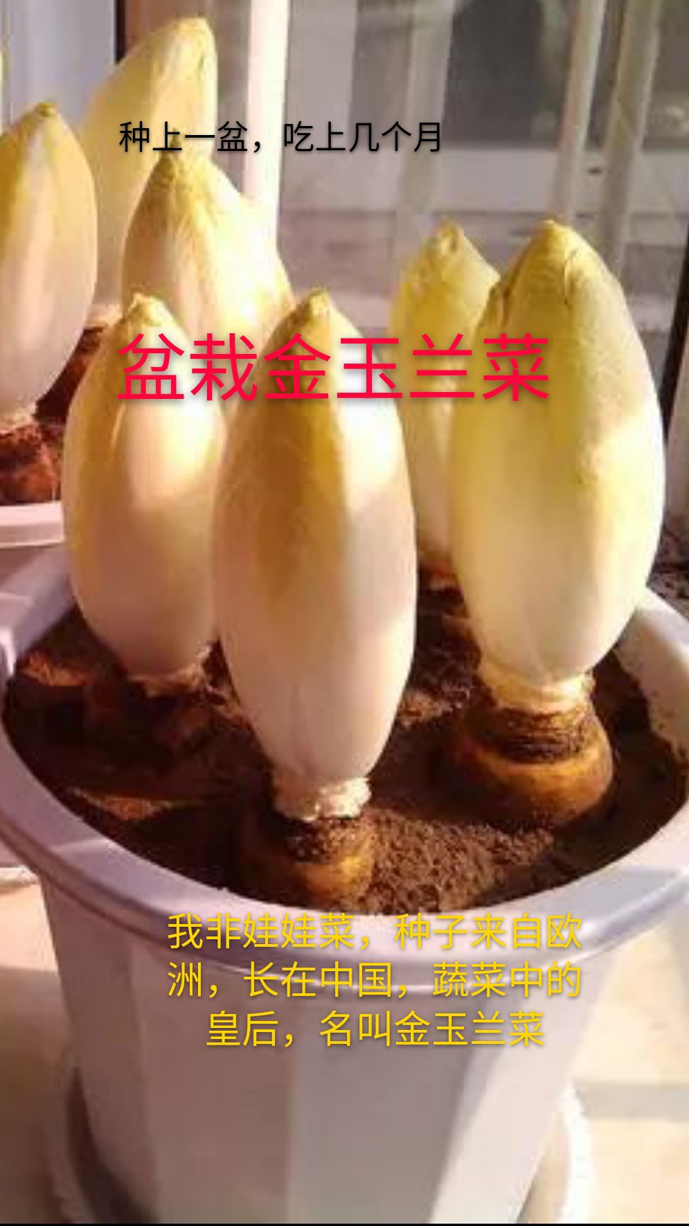 临漳县玉兰菜 芽球菊苣金玉兰农场直供特菜野菜