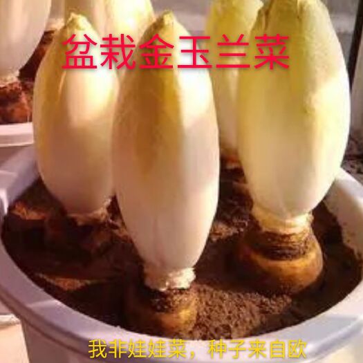 玉兰菜 芽球菊苣金玉兰农场直供特菜野菜