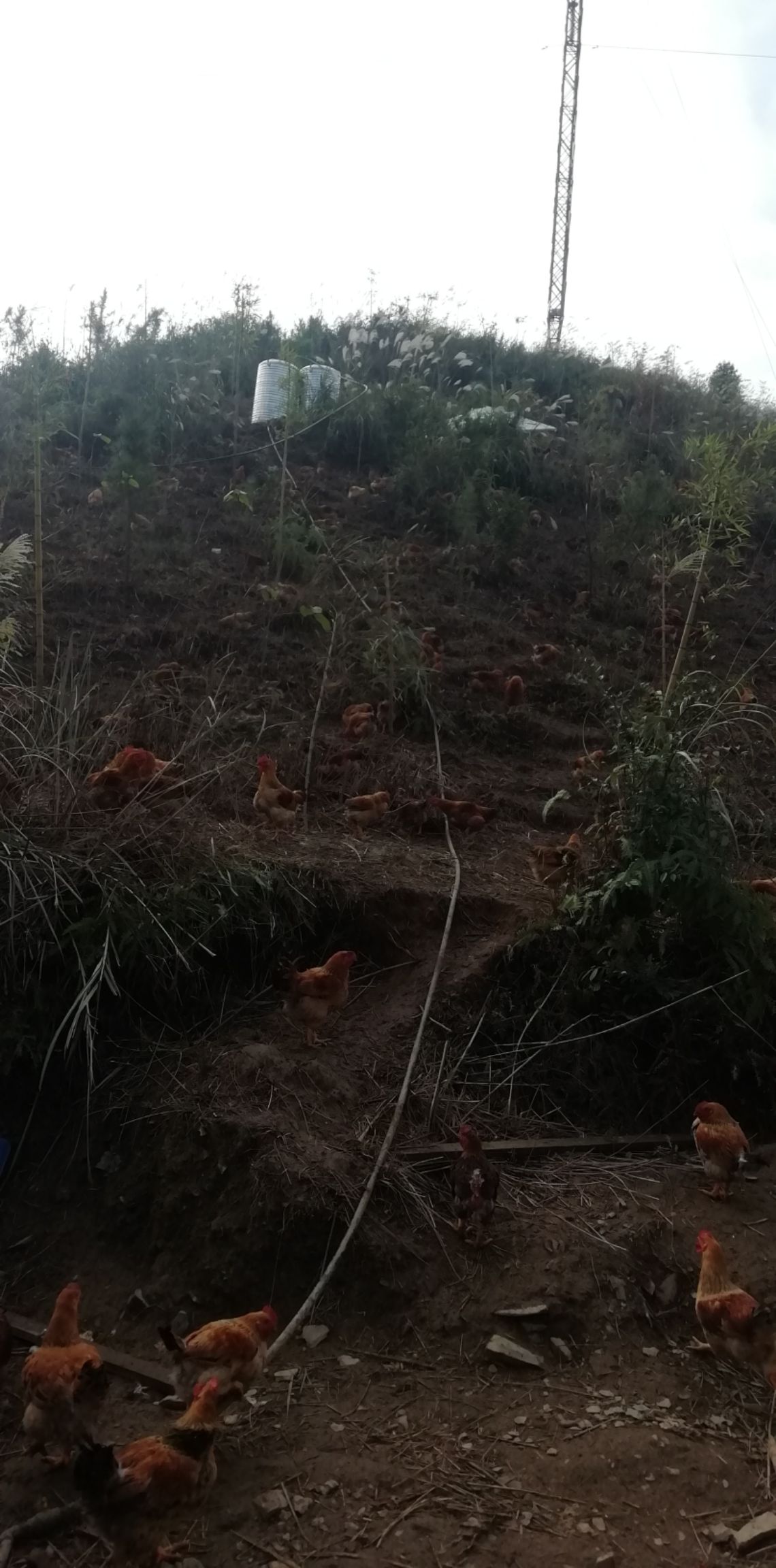  正宗农家饲养黄脚鸡，剂，长期喂玉米小麦等作物