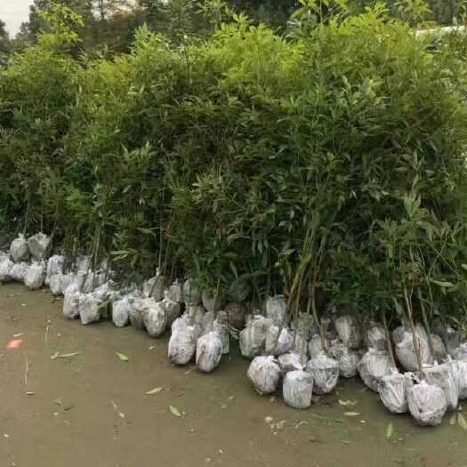 宜宾樟树苗
