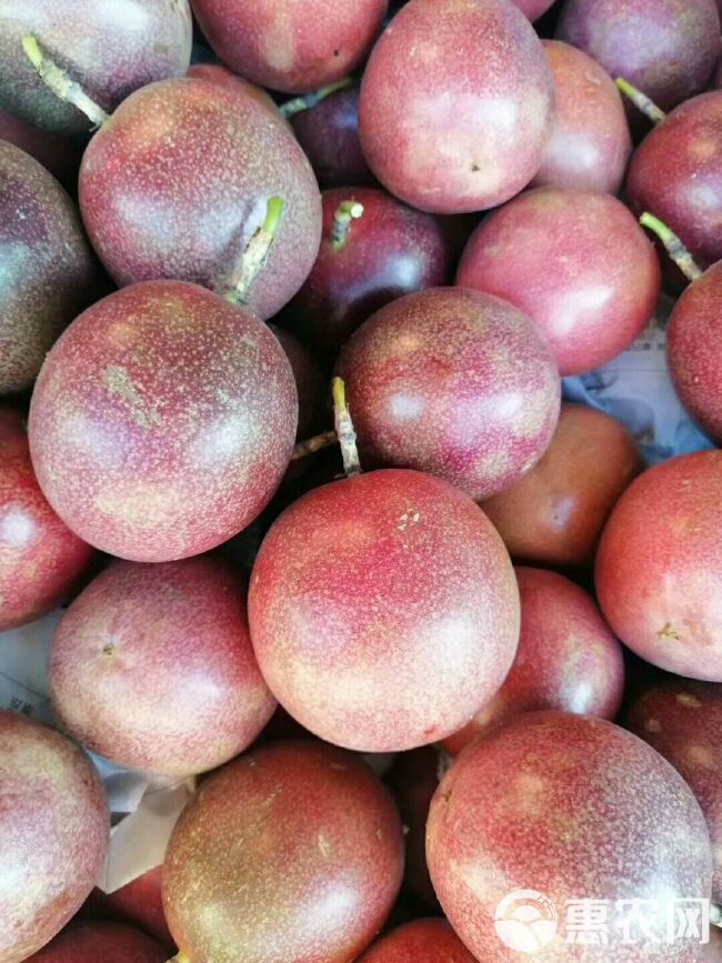台农一号百香果  高山种植，酸甜多汁，吃饭多样化，配开果器