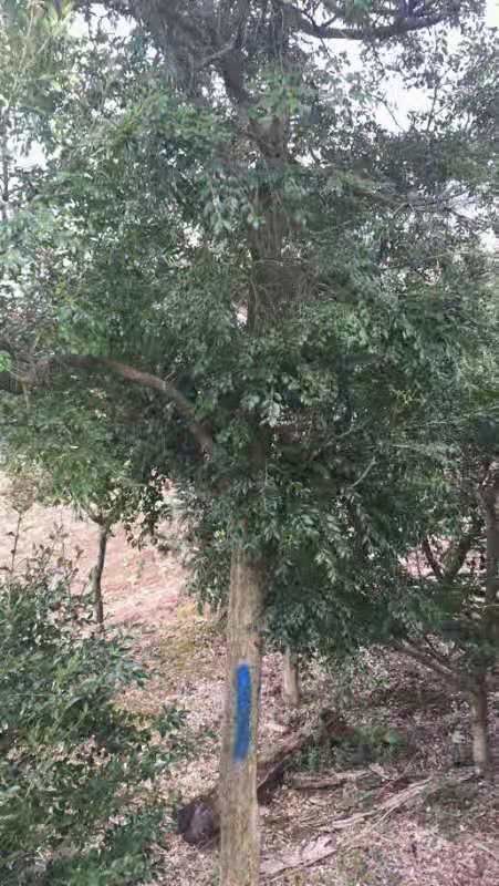 海安市 瓜子黄杨，独杆8～10公分