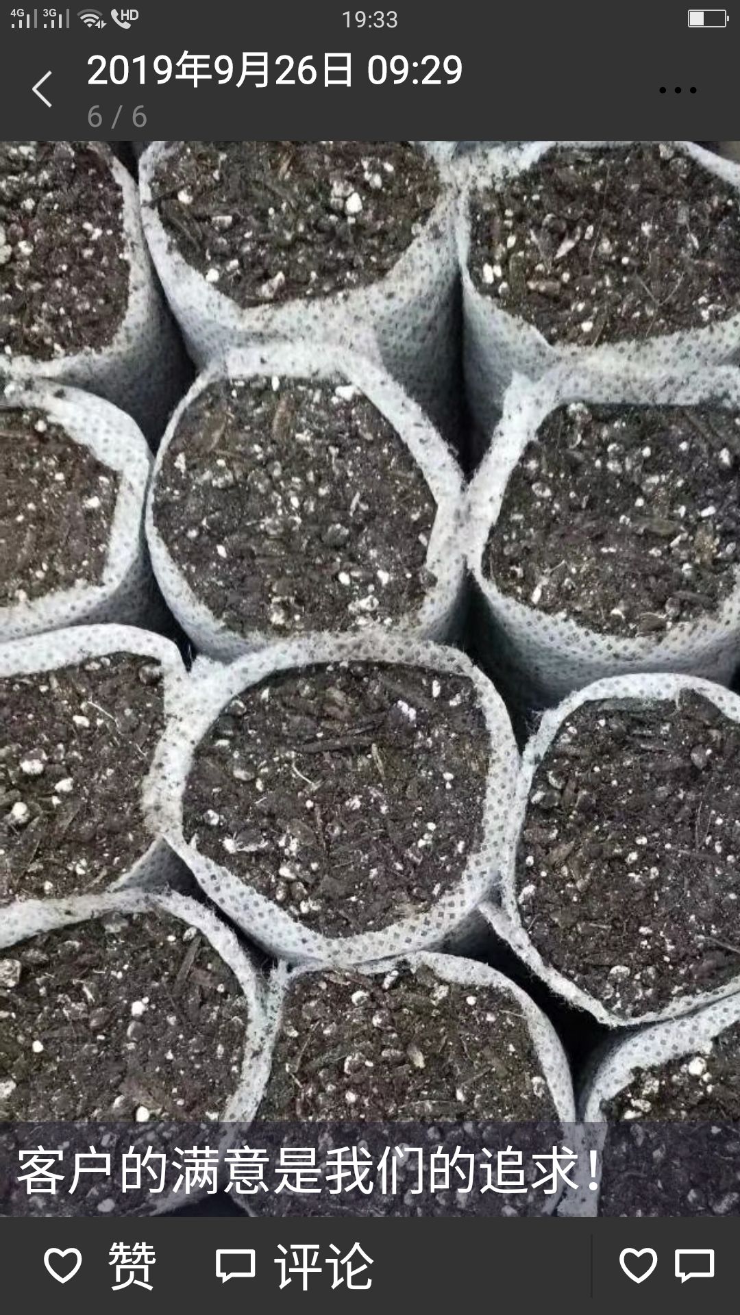 中药材迷迭香 大量供应小叶迷迭香苗，无纺布优质苗，不伤根系直接种植成活率高