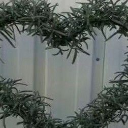 杭州中药材迷迭香 大量供应小叶迷迭香苗，无纺布优质苗，不伤根系直接种植成活率高