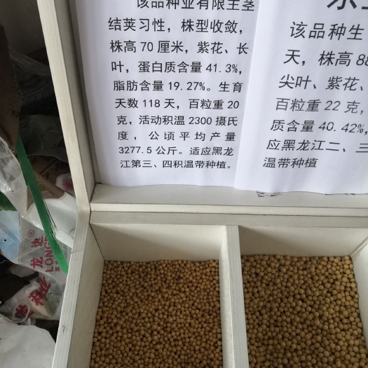 海伦市黄豆种子 东生1号芽豆种子