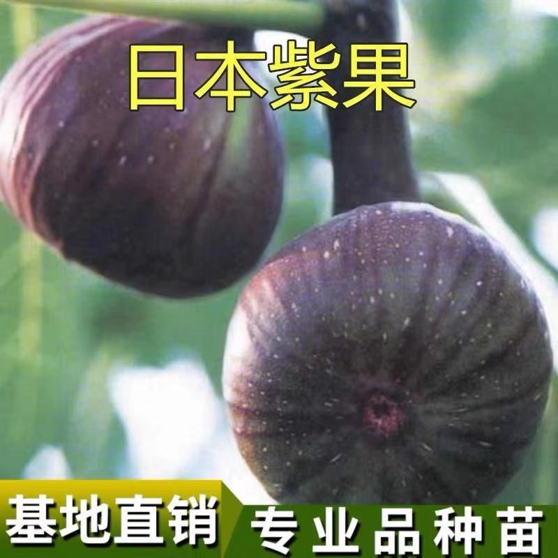 日本紫果无花果苗 紫果无花果苗