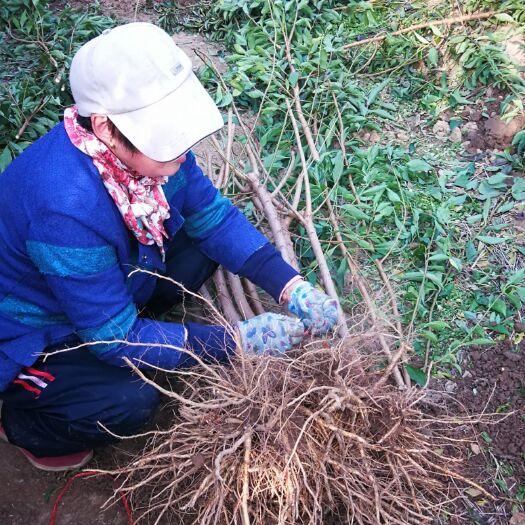 泰安黑布林苗 黑布林李子苗 专业培育李子苗