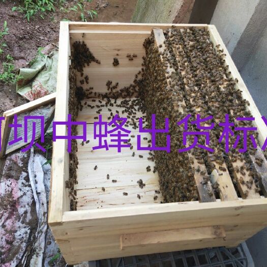 渠县阿坝中蜂王 长年批发零售阿坝中蜂