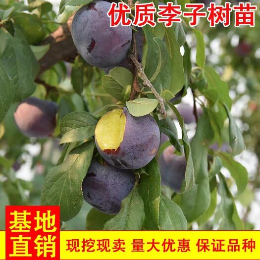 平邑县 李子苗  嫁接蜂糖脆红李子树苗南北方种植地载