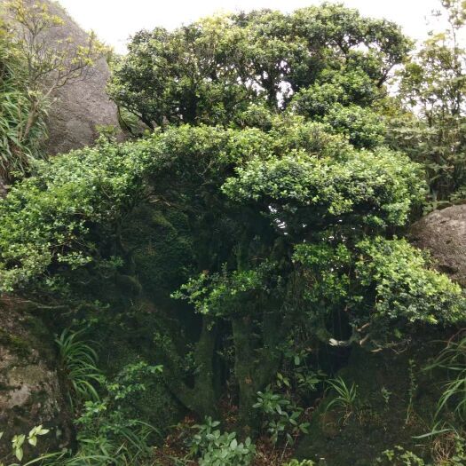 阳朔县 黄杨园林树