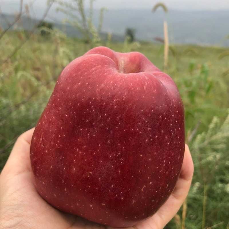 花牛蘋果新鮮紅蛇果水果現(xiàn)摘現(xiàn)發(fā)甘肅禮縣花牛蘋果