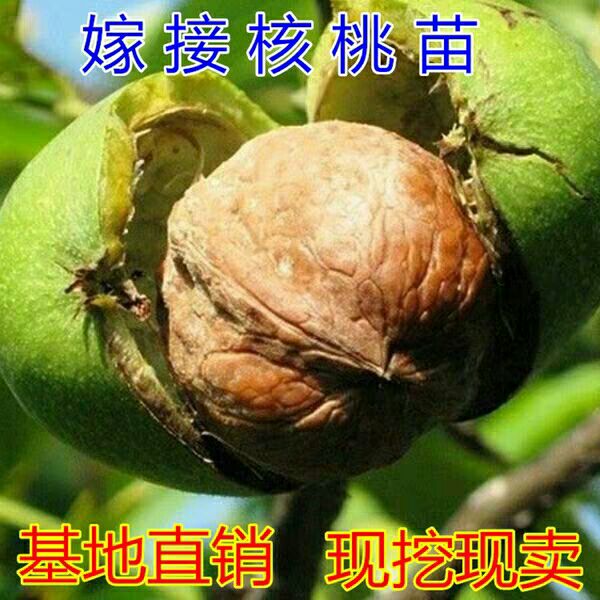 薄皮核桃苗  嫁接纸皮核桃苗8518薄壳香玲核桃果树苗南北方种植文玩结果树