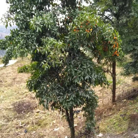 湄潭县 长期出售金弹子全冠树，半冠树，适合庭院，别墅的风景树