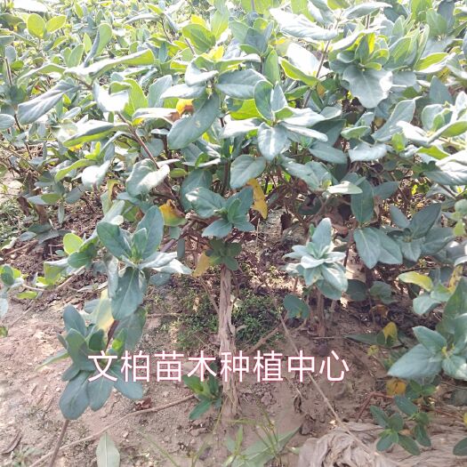 平邑县四季金银花苗  金银花苗 四季金银花 黄白金银花 树型易管理易采收产量高