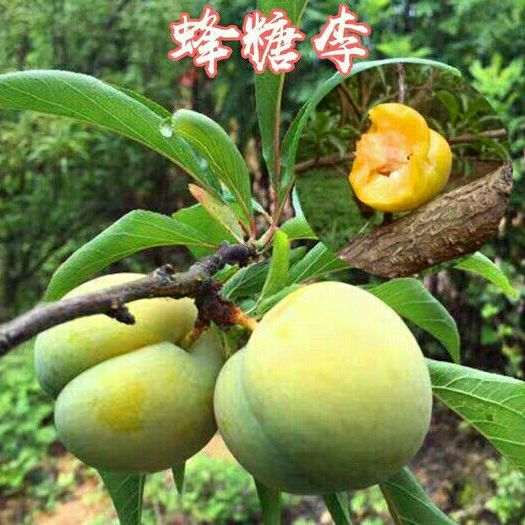 平邑县 嫁接李子树苗脱骨李蜂糖李冰糖李清脆李三华李盆栽地栽南北方种