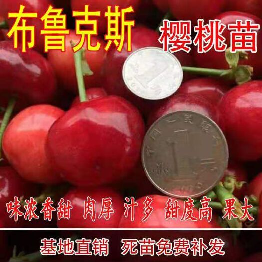 平邑县布鲁克斯樱桃树苗  樱桃苗 黑珍珠 布鲁克斯现挖现发保湿发货保纯度免费提供技术