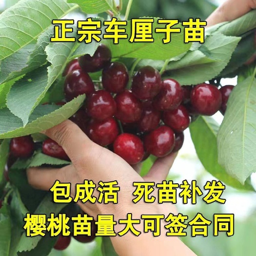 平邑县矮化樱桃苗  樱桃苗  车厘子樱桃  嫁接苗 苗圃直销 免费技术指导