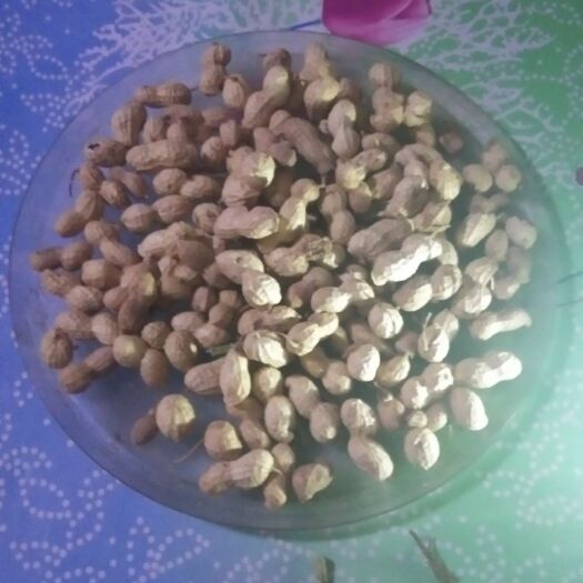 阜新县炒花生 自家高油酸铁锅掺砂子炒熟的原味花生