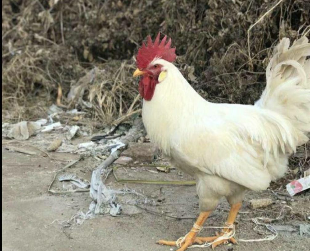  快大型肉鸡苗45天4斤，快大817鸡苗白羽苗肯德基专用炸
