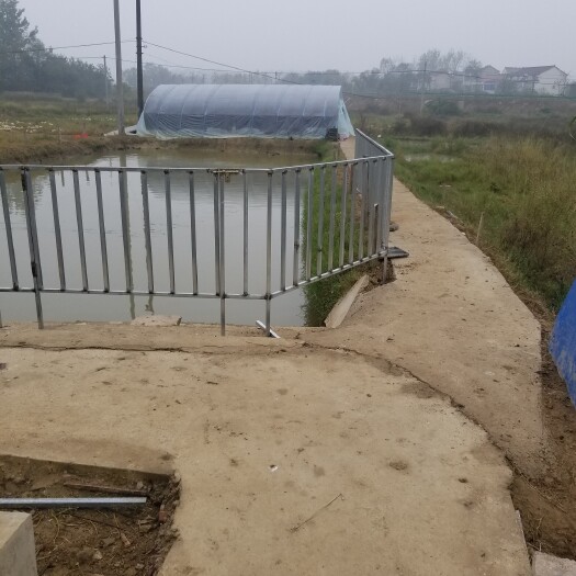 舒城县 全程散养大白鹅