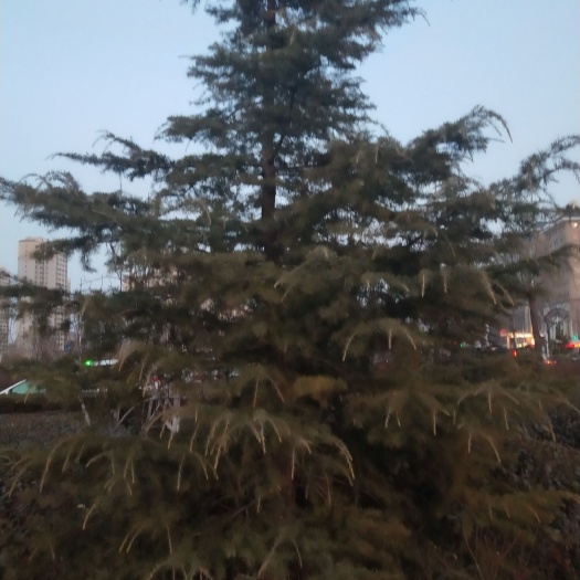 武威乔木雪松