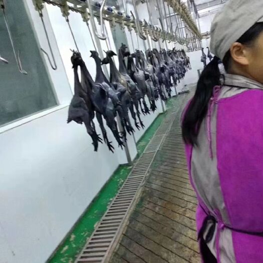 万源市 旧院黑鸡苗