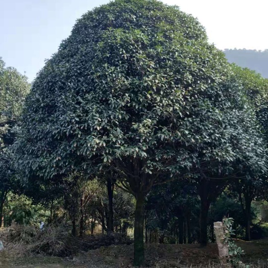 沉香桂