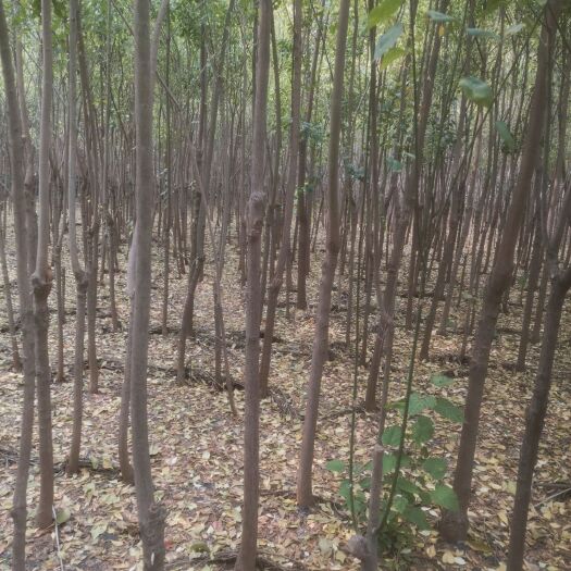 淄博丝棉木 急清地