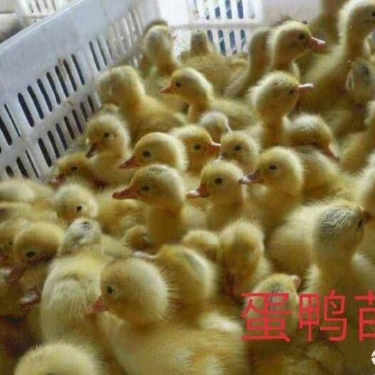 南宁 蛋鸭苗