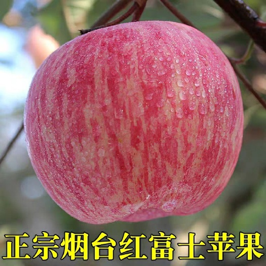 平邑县 红富士苹果苗大量供应，欢迎大家咨询采购