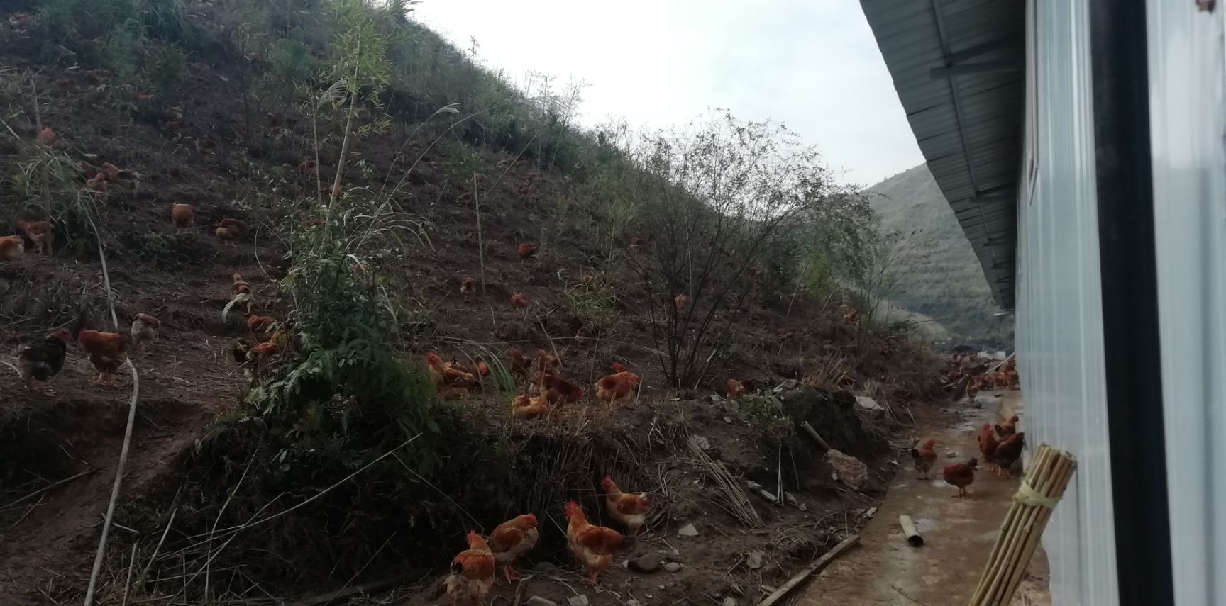  正宗农家饲养黄脚鸡，剂，长期喂玉米小麦等作物