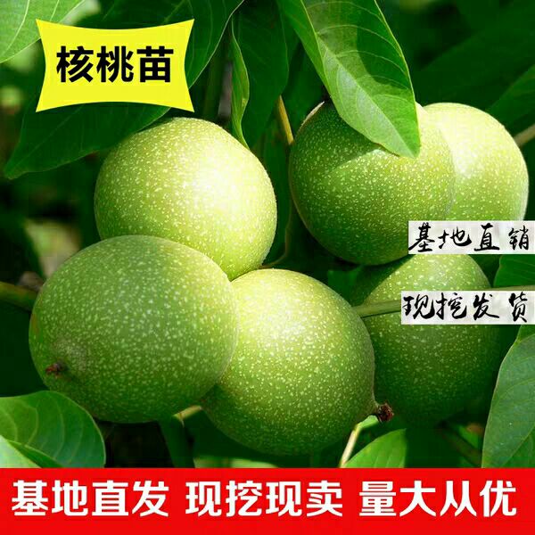 薄皮核桃苗  嫁接纸皮核桃苗8518薄壳香玲核桃果树苗南北方种植文玩结果树