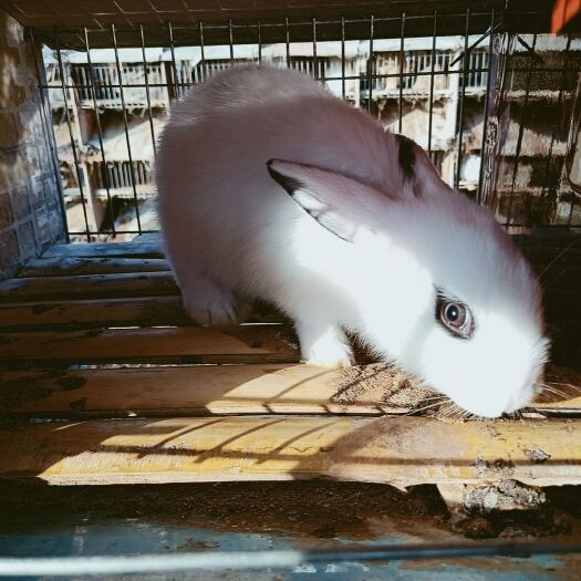 嘉祥县肉兔 种兔  投资小，回报快。繁殖能力强，发家致富好门路。
