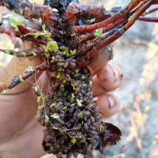 监利市龙虾苗