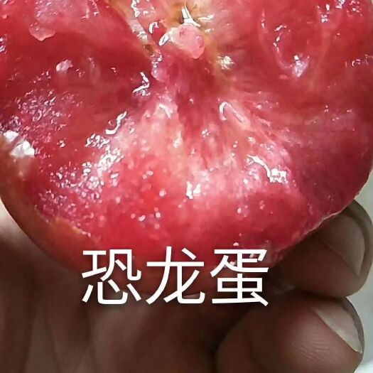 黑布林苗  李子苗，新品种李子苗
